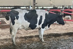 165003