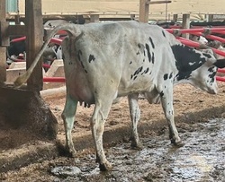 165007