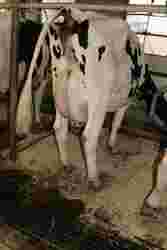 173635