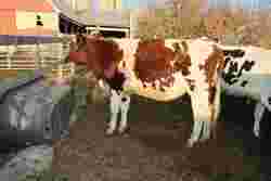 173796