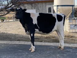 175805