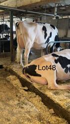 267917
