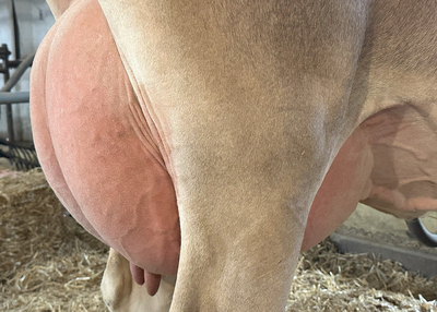 265825