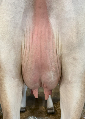 265863