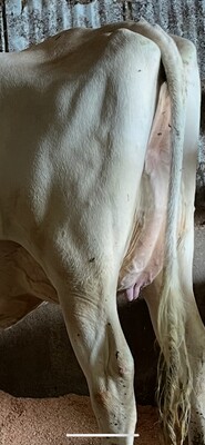 270051