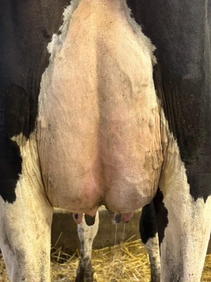 281296
