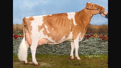 279163