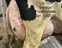 68248