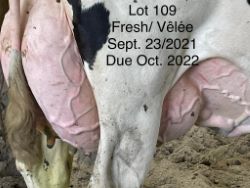 68258